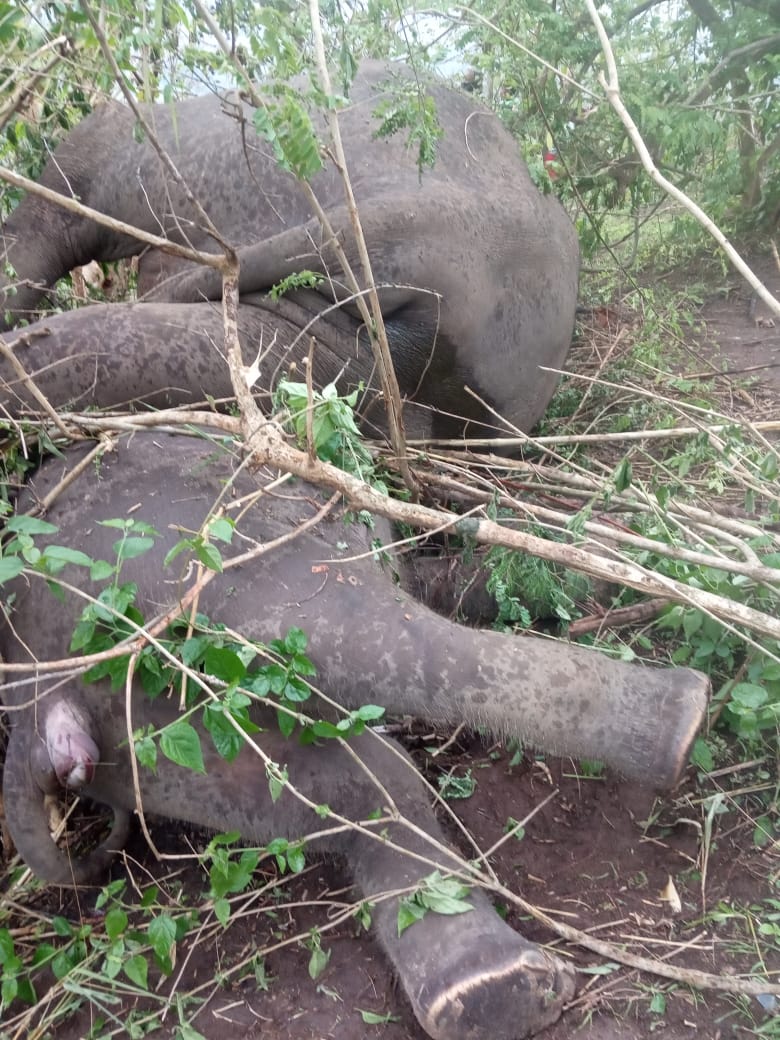 elephants killed