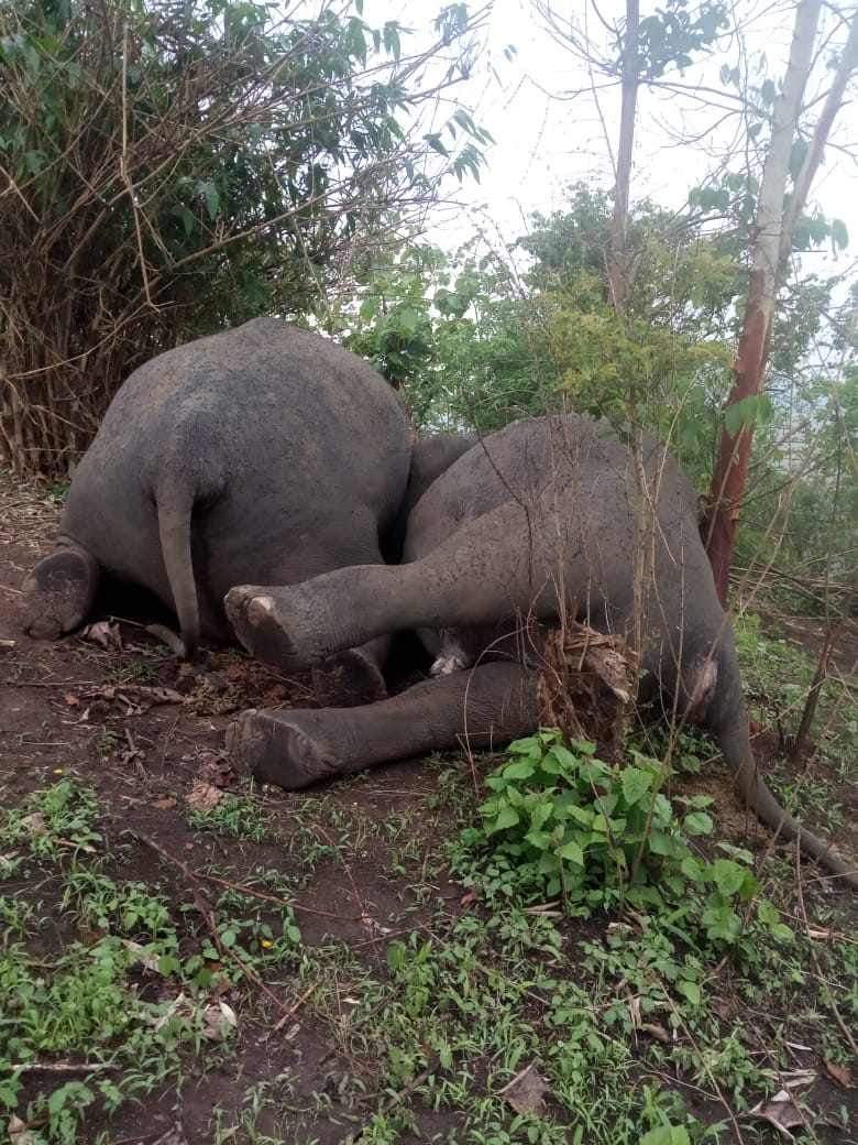 Lightning kills 20 elephants in Assam