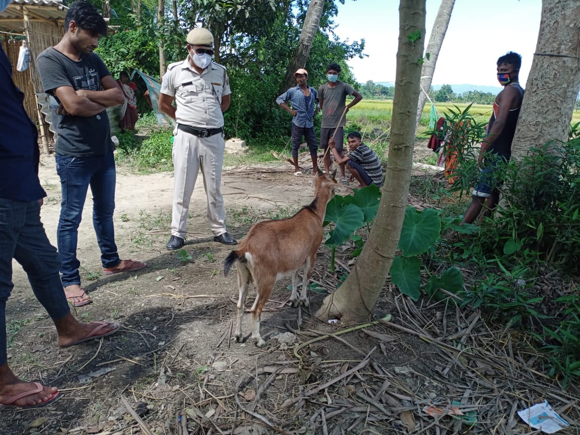 goat thief detained