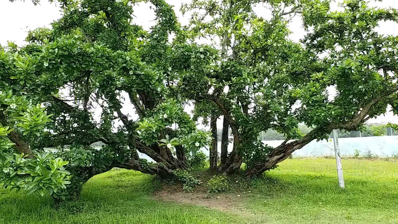 Story of Assam's Historical tree Bakhor Bengena