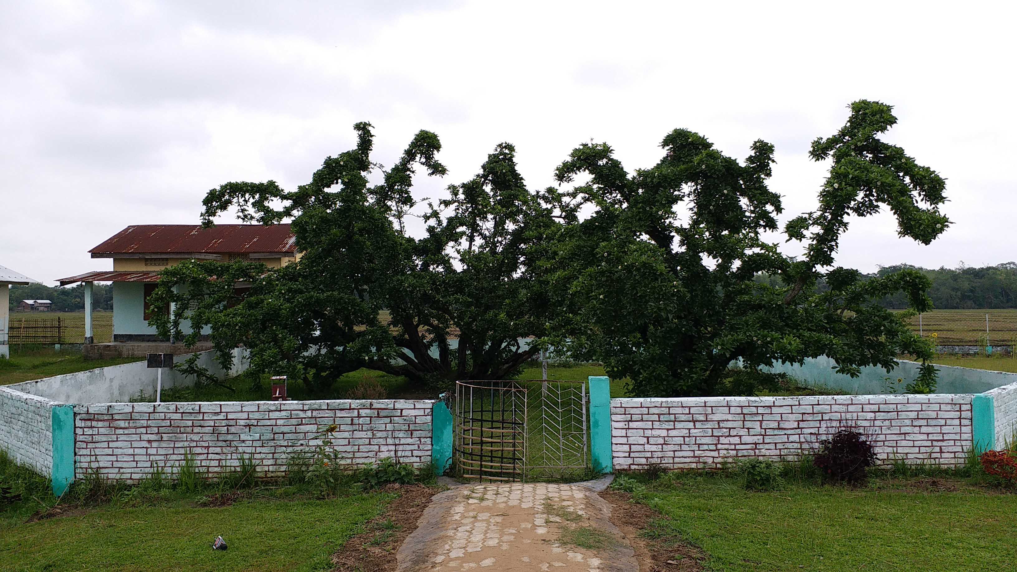 Story of Assam's Historical tree Bakhor Bengena