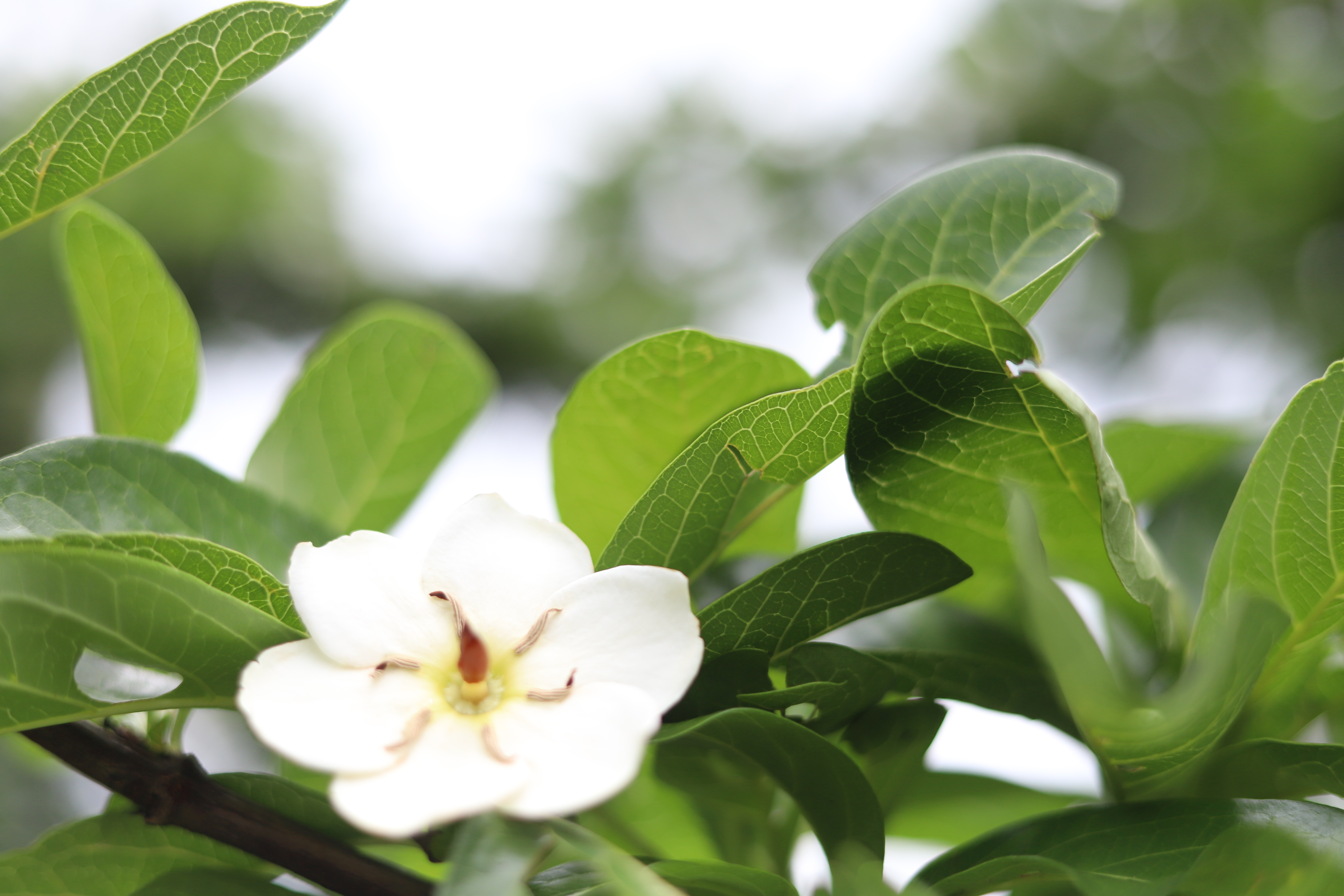 Story of Assam's Historical tree Bakhor Bengena