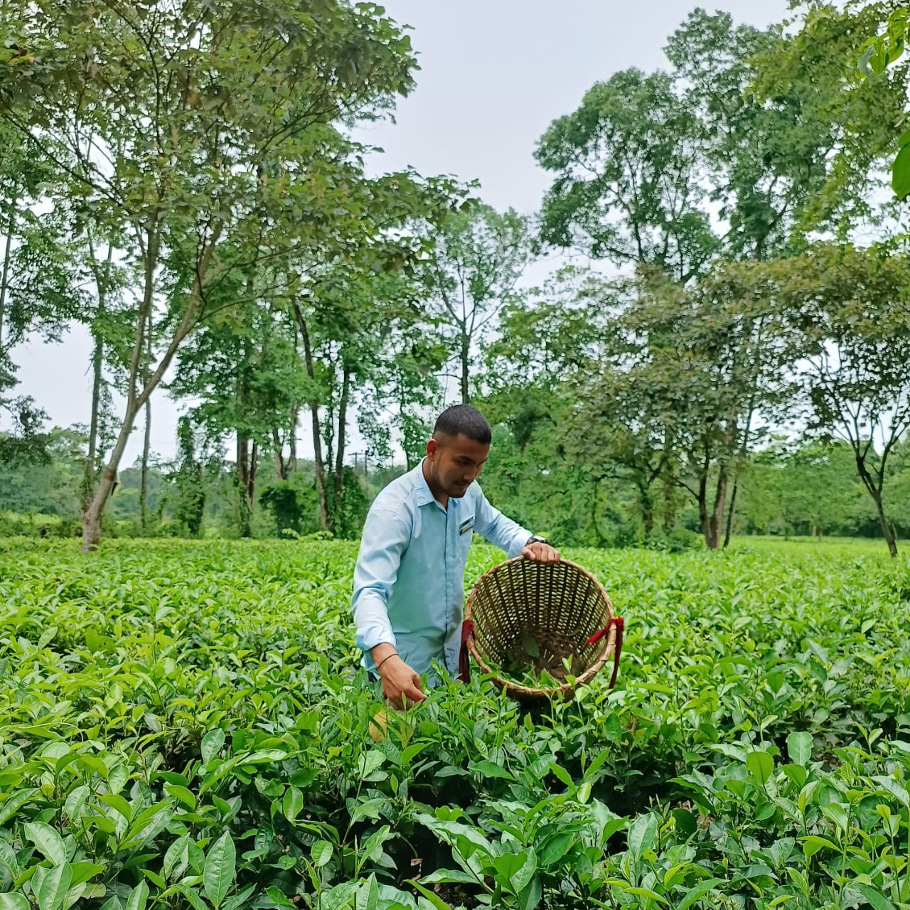 চাহ খেতি কৰা অসমৰ একমাত্ৰ মহাবিদ্যালয়খন