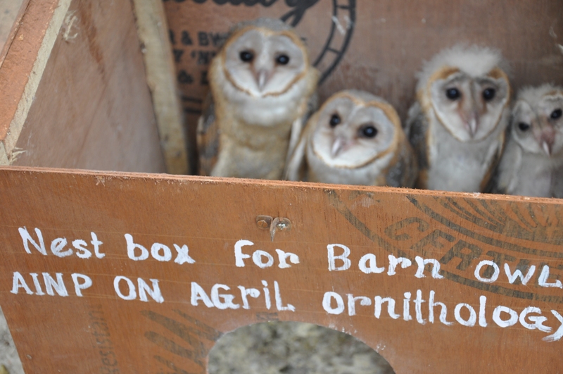 Barn owl Conservation