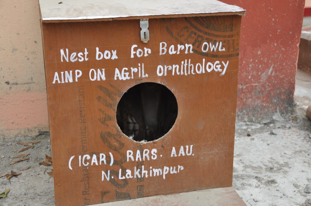 Barn owl Conservation