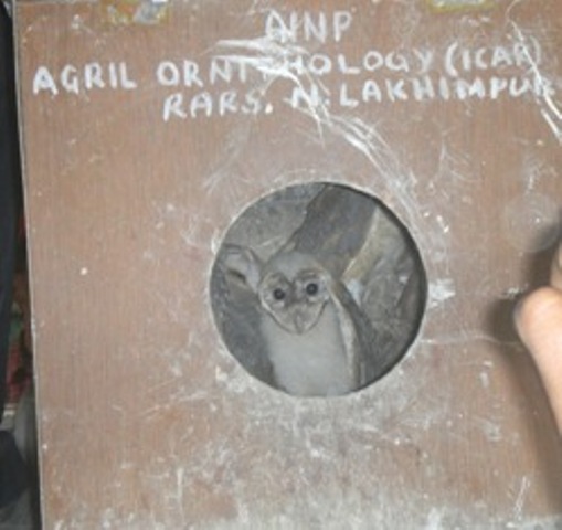 Barn owl Conservation