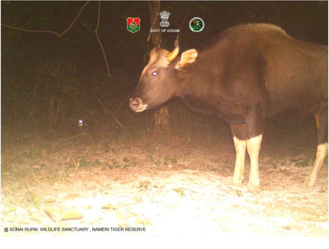 Sonai Rupai Wildlife Sanctuary