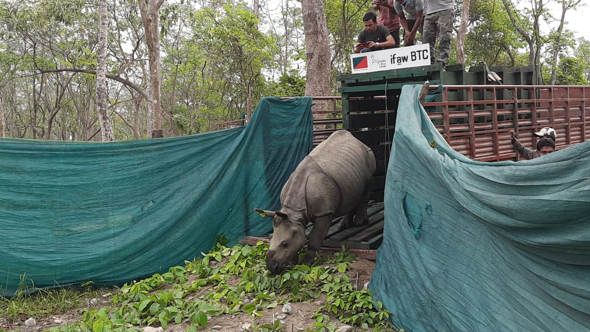 Three baby rhinos to be translocated from Kaziranga to Manas National Park