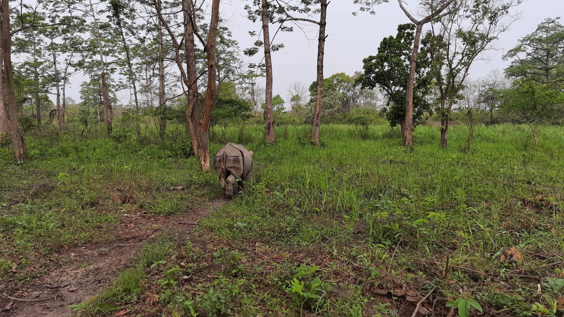 Three baby rhinos to be translocated from Kaziranga to Manas National Park