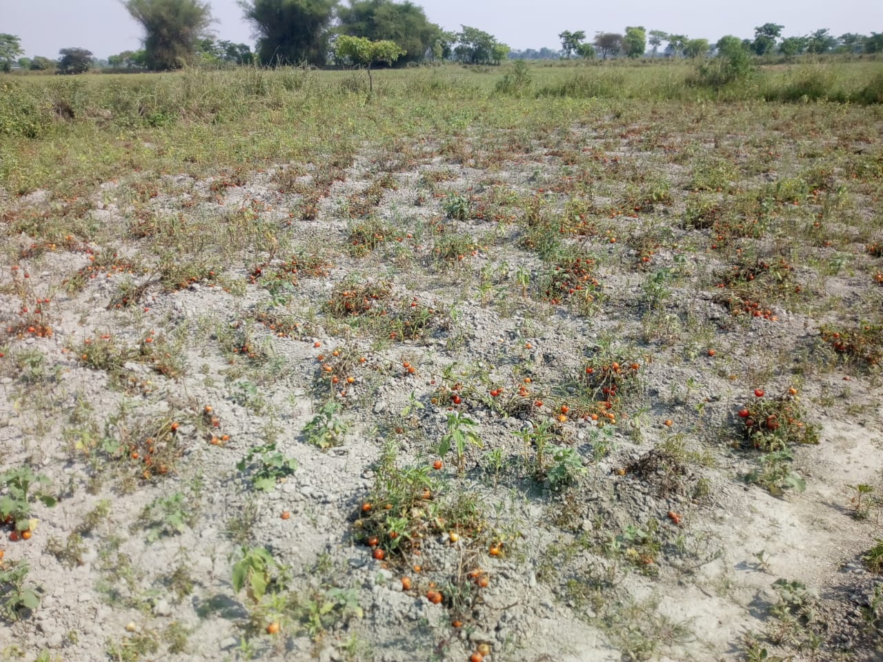 Agro product damage in tree