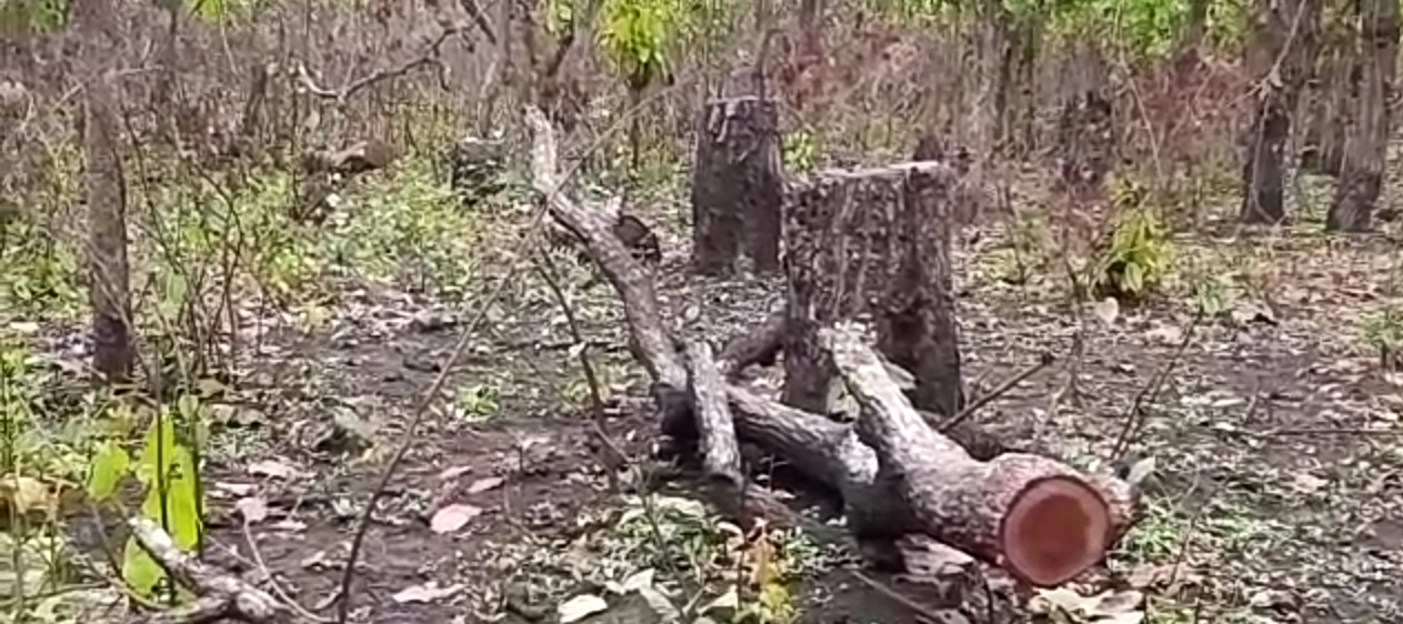 Balipara deforestation by wicked in Tezpur