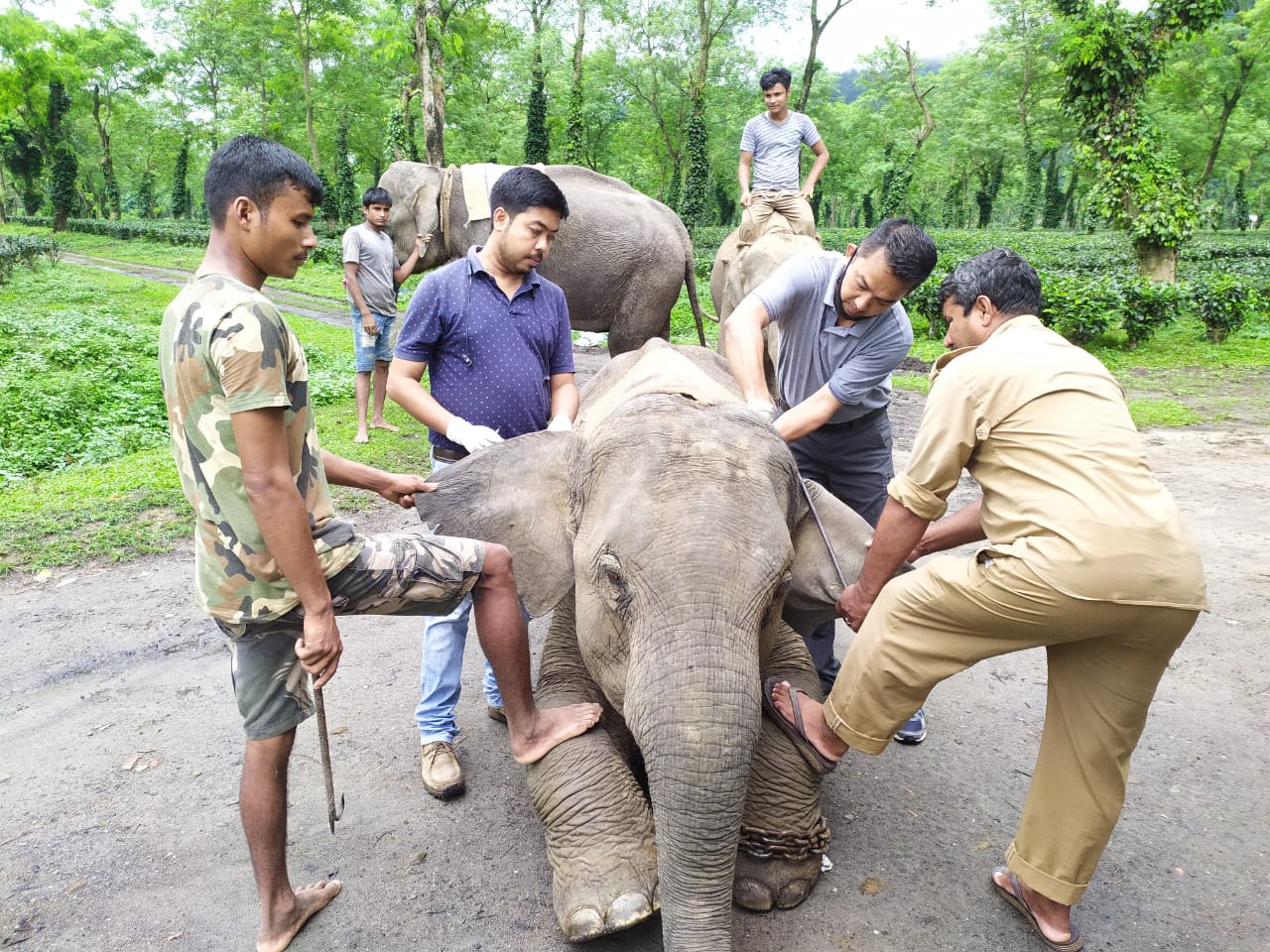 kaziranga-national-park-elephant-story