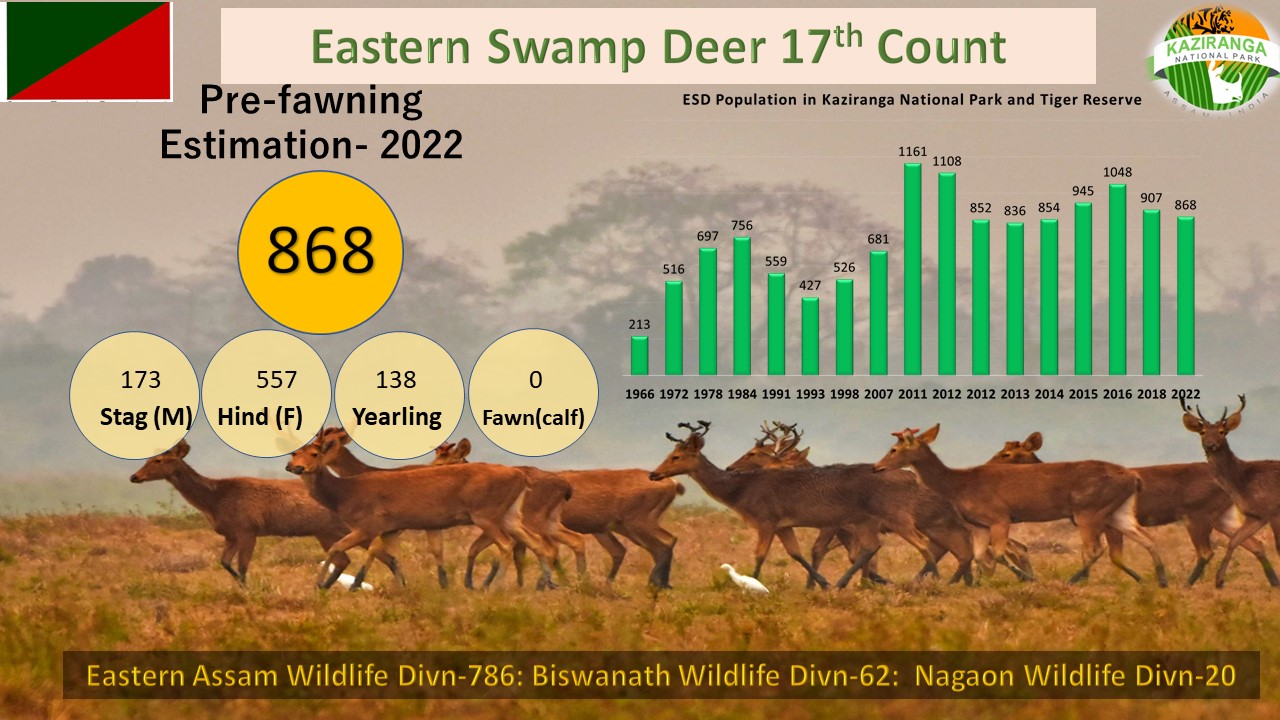 Eastern Swamp Deer census in Kaziranga