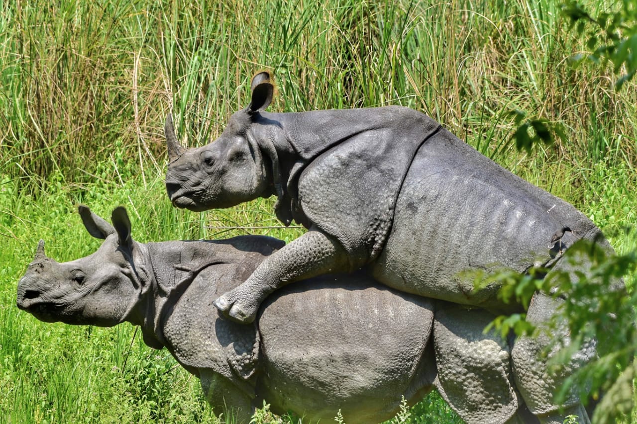 Kaziranga National Park will reopen