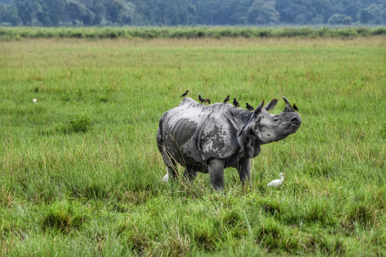 Kaziranga National Park will reopen