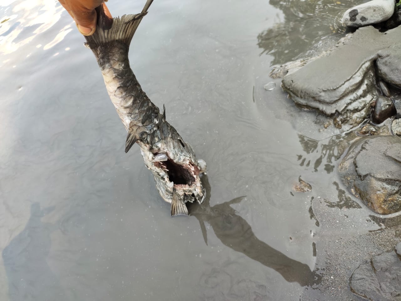 fishes are dying in kameng river in arunachal