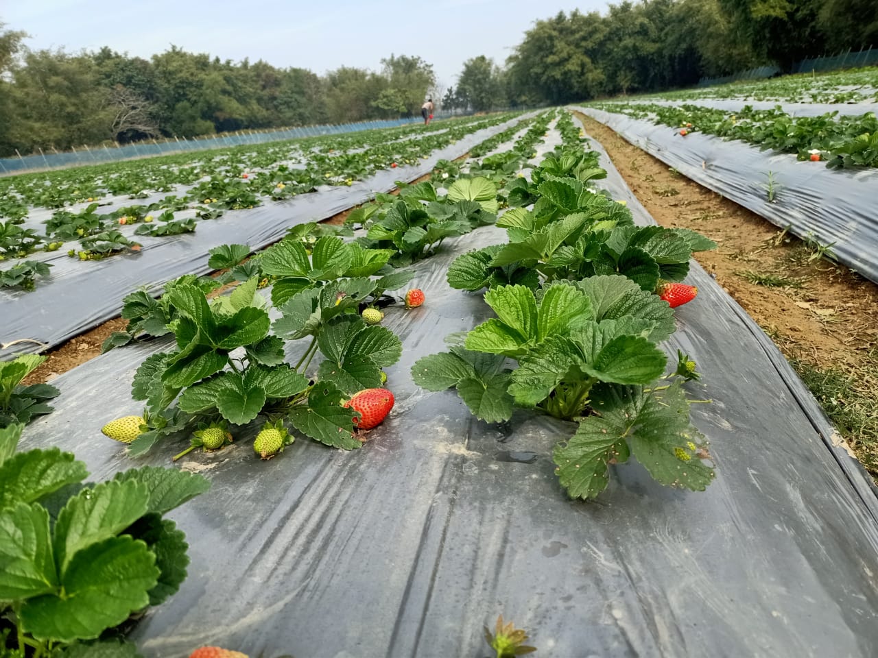 Strawberry cultivation in Assam