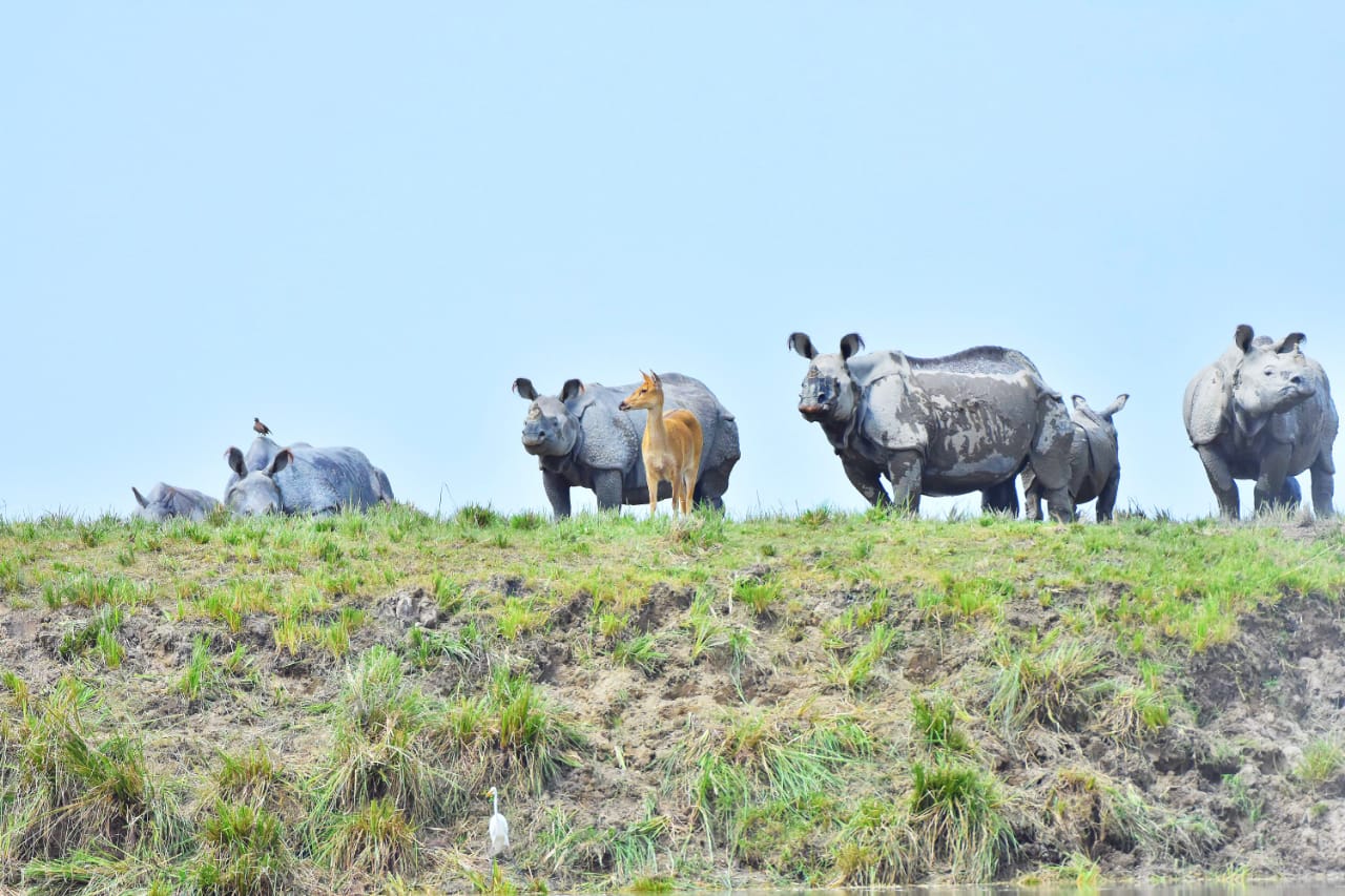 In Assam poached has been prevent on Rhino