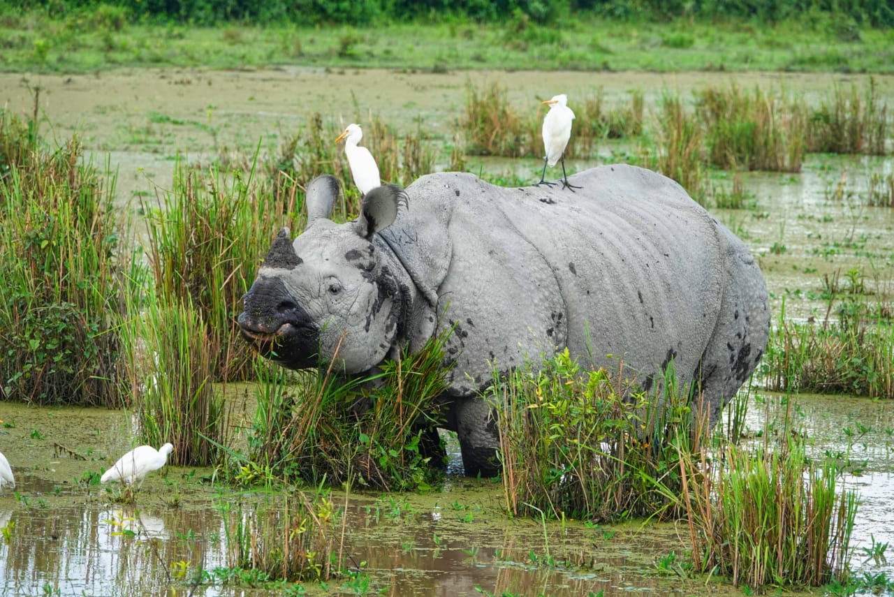 ক'ভিডৰ বাবে কাজিৰঙা ৰাষ্ট্ৰীয় উদ্যানৰ পৰ্যটক সংখ্যা হ্ৰাস