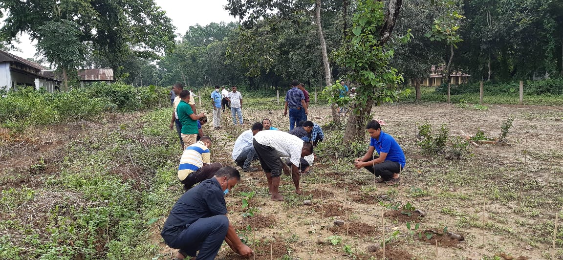 tea production college