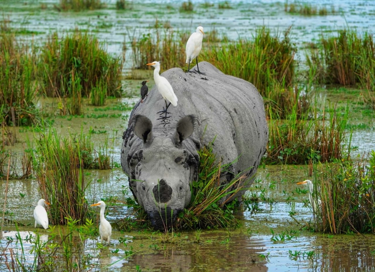 Kaziranga national park good news