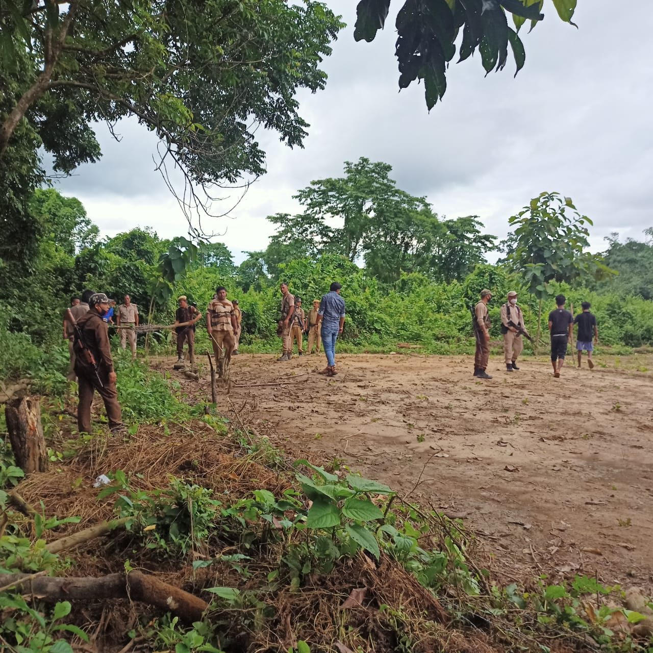 Illegally planted tea by Arunachal people in Lakhimpur evicted