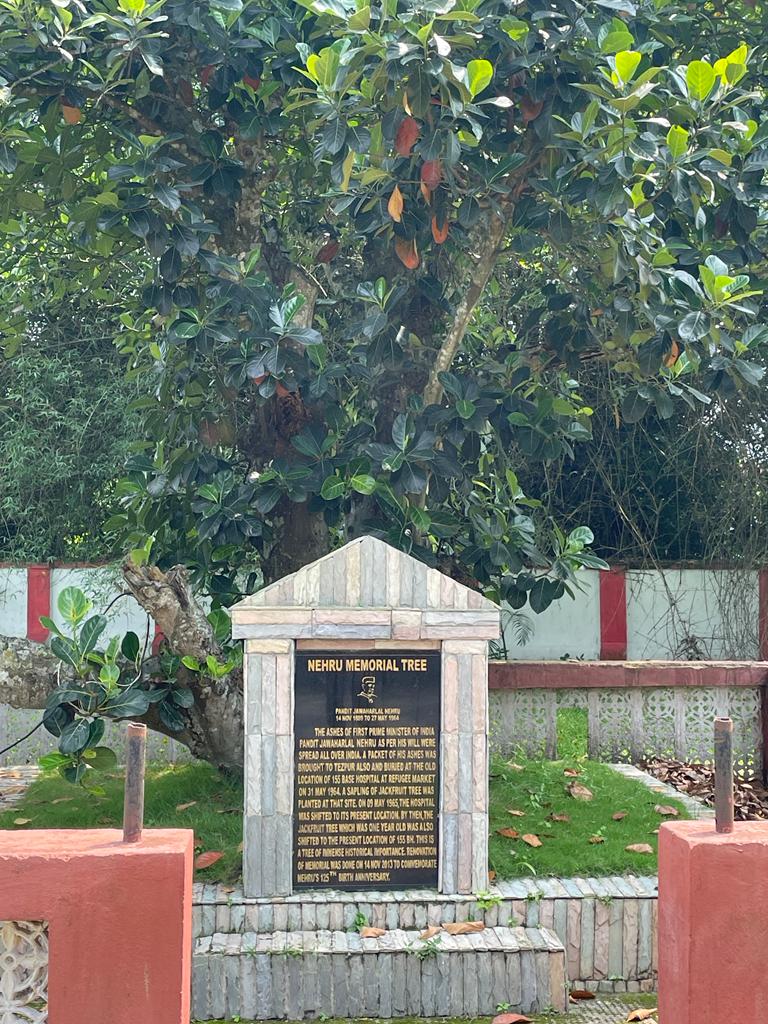 Historic jackfruit tree