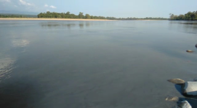 fishes-are-dying-in-kameng-river-in-arunachal