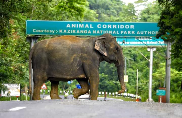 Kaziranga new three Addition