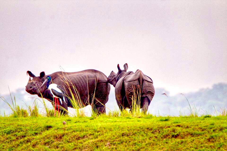 Kaziranga new three Addition