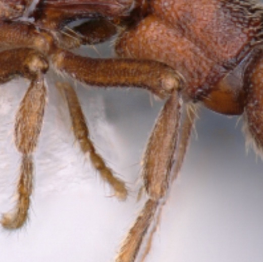 two-new-species-of-ants-are-discovered-in-eagleneast-in-arunachal-pradesh