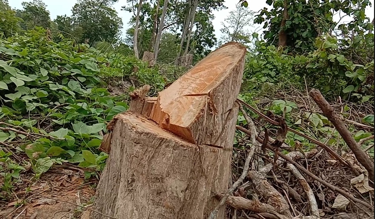 encroachment-at-diphu-tamulbari-reserve-forest