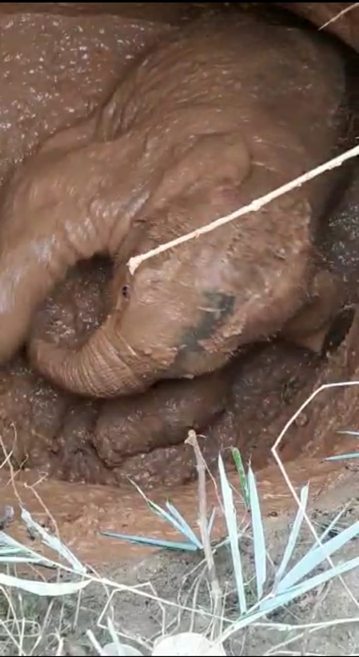 FOREST OFFICER RESCUED WILD ELEPHANT CALF