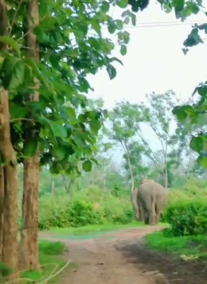 Man Elephant conflict in Bokajan