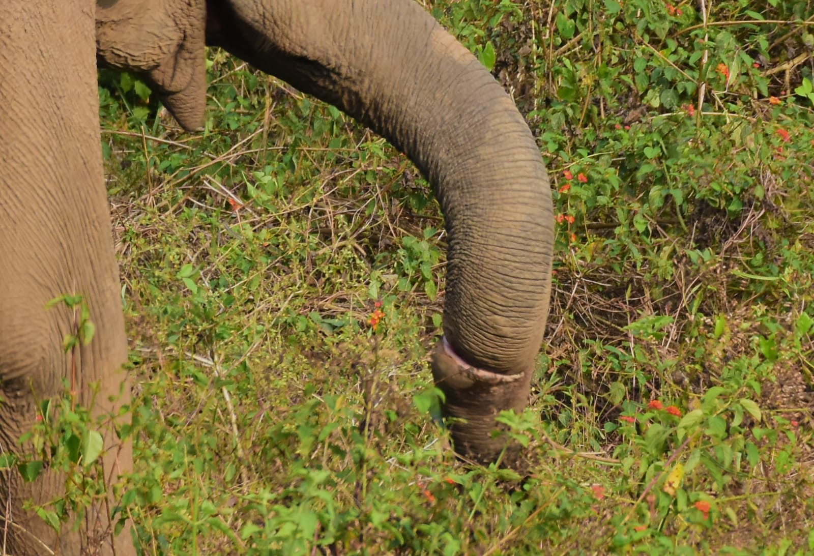 knot in the wild elephant trunk athiraipilly  knot in the elephant trunk  athiraipilly wild elephant  wild elephant  തുമ്പിക്കൈയില്‍ കുരുക്കുമായി കാട്ടാന  തുമ്പിക്കൈയില്‍ കുരുക്ക്  കാട്ടാനയുടെ തുമ്പിക്കൈയിൽ കുരുക്ക്  തുമ്പിക്കൈയില്‍ കുരുക്ക്  അതിരപ്പിള്ളി പെരിങ്ങല്‍ക്കുത്ത് റിസര്‍വോയർ  കുരുക്കുമായി കാട്ടാന