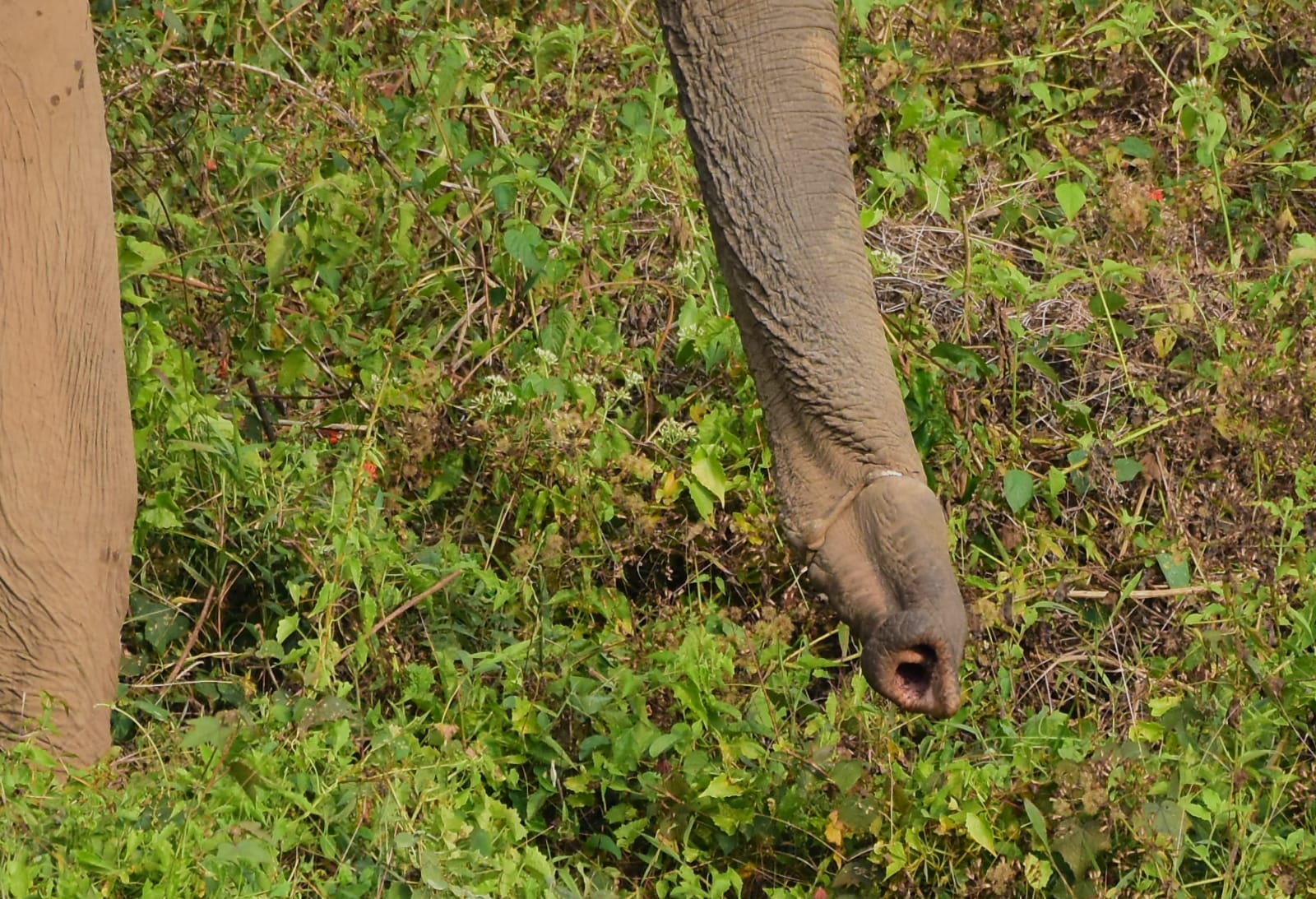 knot in the wild elephant trunk athiraipilly  knot in the elephant trunk  athiraipilly wild elephant  wild elephant  തുമ്പിക്കൈയില്‍ കുരുക്കുമായി കാട്ടാന  തുമ്പിക്കൈയില്‍ കുരുക്ക്  കാട്ടാനയുടെ തുമ്പിക്കൈയിൽ കുരുക്ക്  തുമ്പിക്കൈയില്‍ കുരുക്ക്  അതിരപ്പിള്ളി പെരിങ്ങല്‍ക്കുത്ത് റിസര്‍വോയർ  കുരുക്കുമായി കാട്ടാന