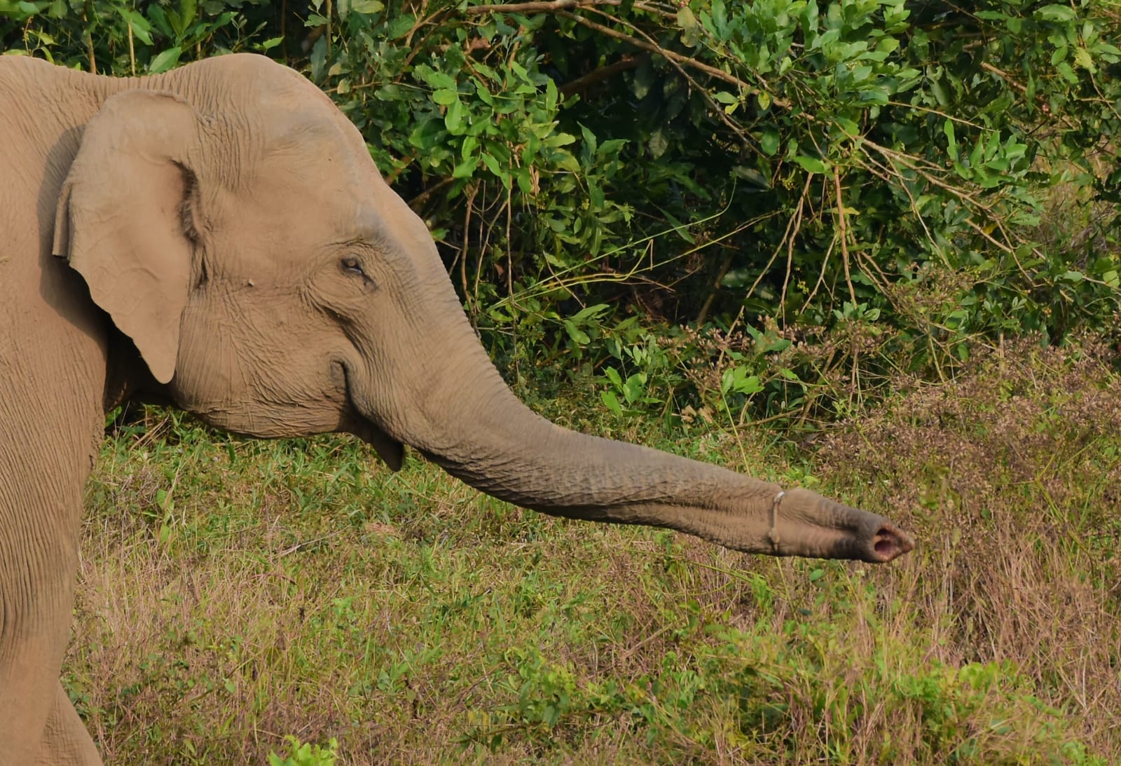 knot in the wild elephant trunk athiraipilly  knot in the elephant trunk  athiraipilly wild elephant  wild elephant  തുമ്പിക്കൈയില്‍ കുരുക്കുമായി കാട്ടാന  തുമ്പിക്കൈയില്‍ കുരുക്ക്  കാട്ടാനയുടെ തുമ്പിക്കൈയിൽ കുരുക്ക്  തുമ്പിക്കൈയില്‍ കുരുക്ക്  അതിരപ്പിള്ളി പെരിങ്ങല്‍ക്കുത്ത് റിസര്‍വോയർ  കുരുക്കുമായി കാട്ടാന