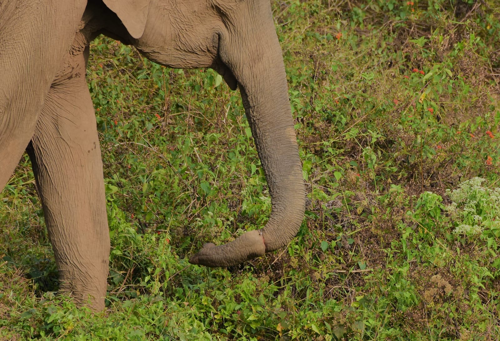 knot in the wild elephant trunk athiraipilly  knot in the elephant trunk  athiraipilly wild elephant  wild elephant  തുമ്പിക്കൈയില്‍ കുരുക്കുമായി കാട്ടാന  തുമ്പിക്കൈയില്‍ കുരുക്ക്  കാട്ടാനയുടെ തുമ്പിക്കൈയിൽ കുരുക്ക്  തുമ്പിക്കൈയില്‍ കുരുക്ക്  അതിരപ്പിള്ളി പെരിങ്ങല്‍ക്കുത്ത് റിസര്‍വോയർ  കുരുക്കുമായി കാട്ടാന