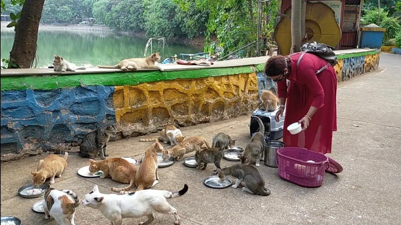 मांजराना जेवण देताना अनिता शेट्टी