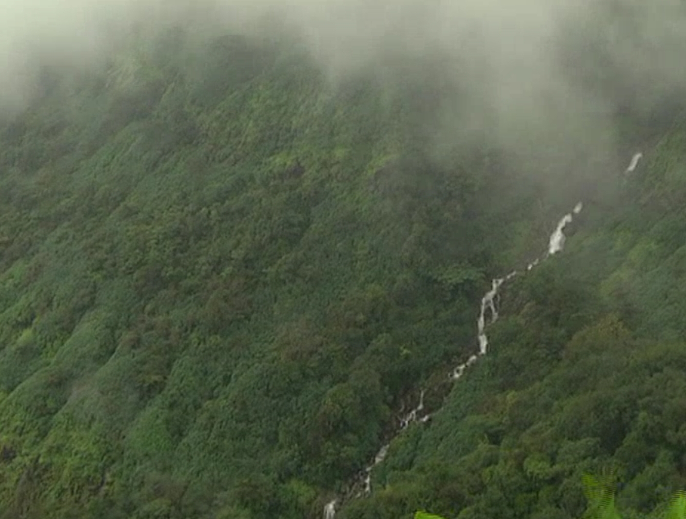 tourists visit kanakumbi forest area