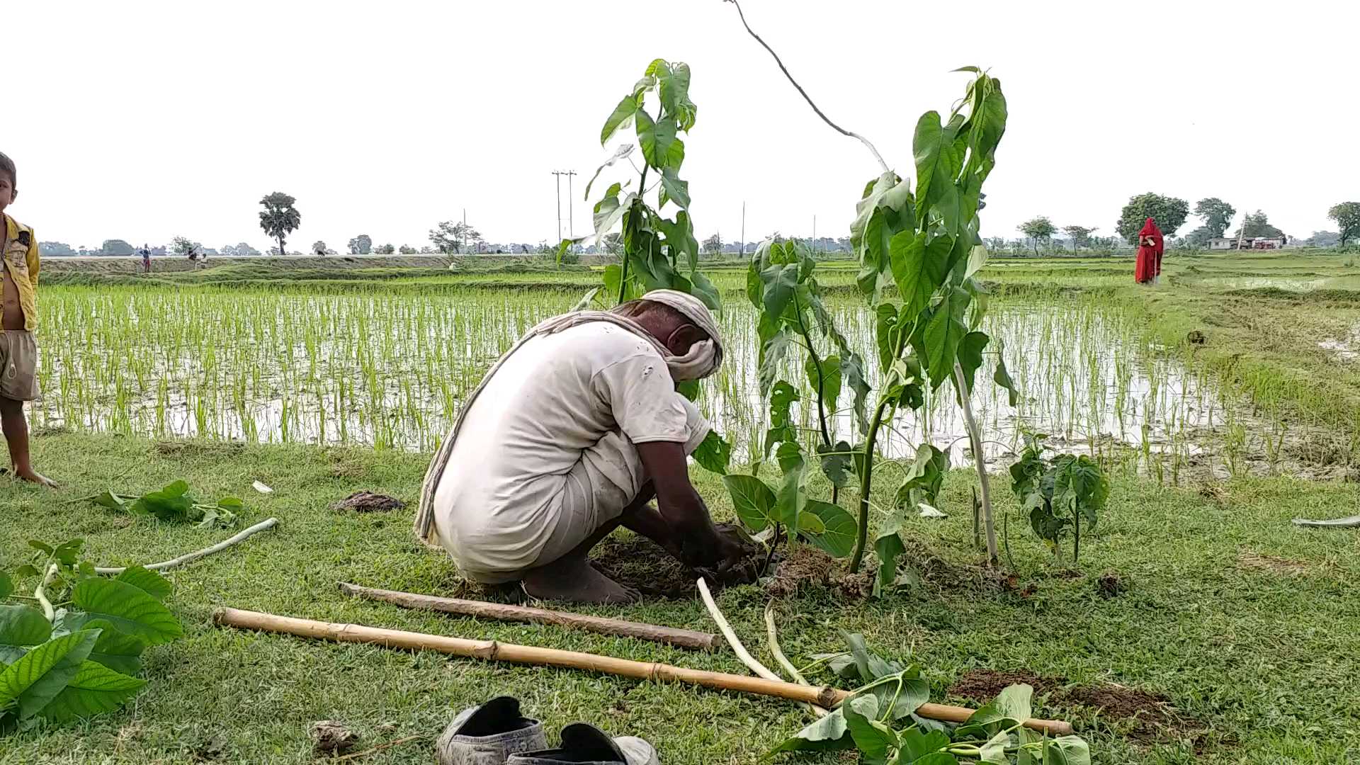 पौधा लगाते बुजुर्ग पर्यावरणविद