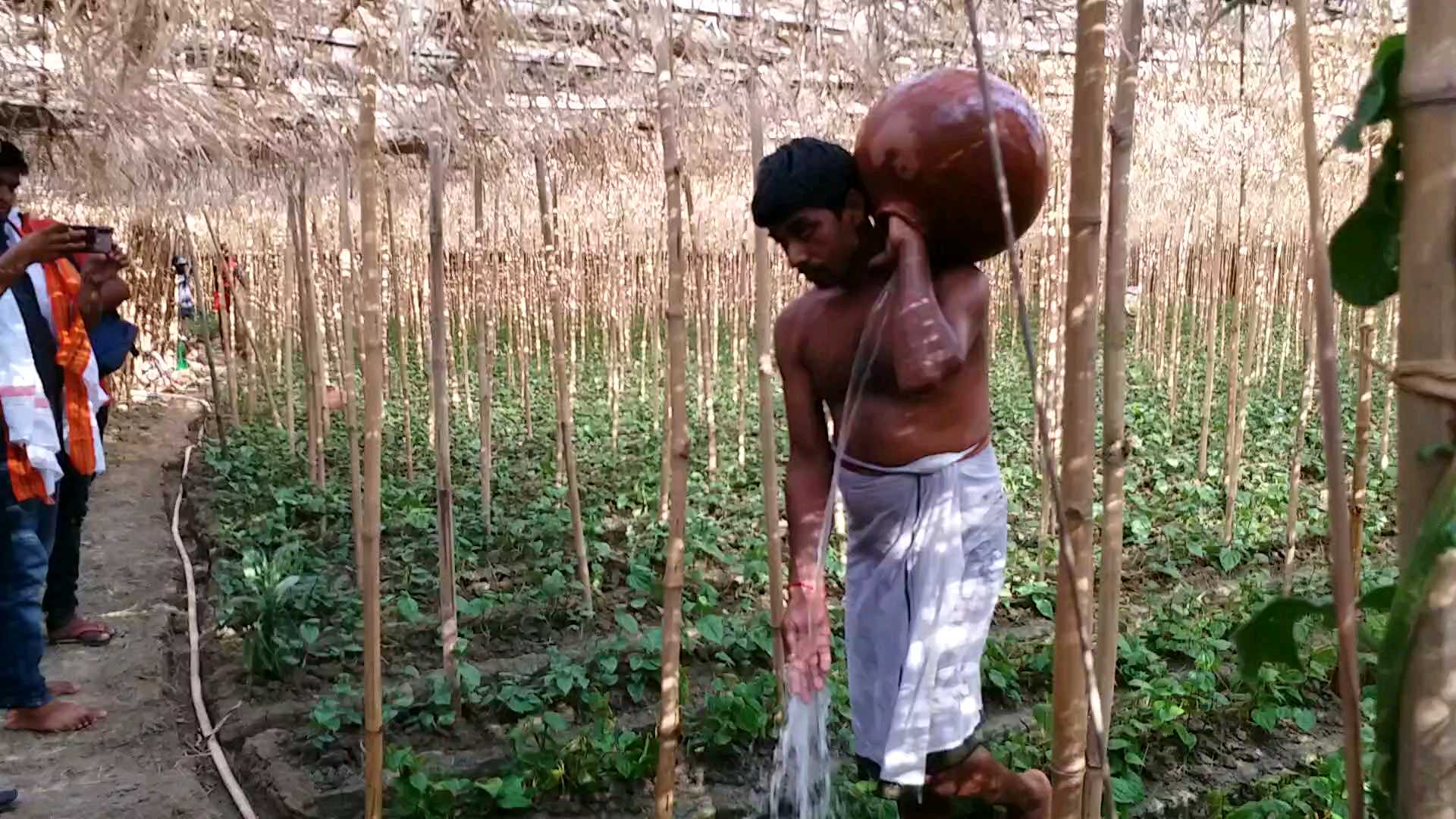 पान के खेत में पानी डालता किसान