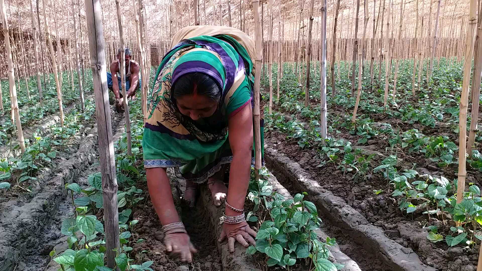 मगही पान की देखरेख करती कृषक