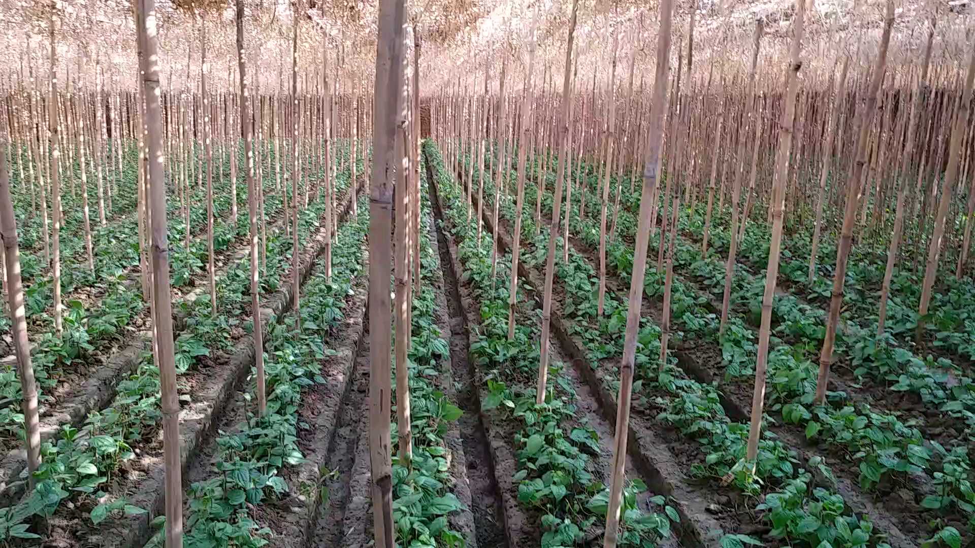 पान का खेत