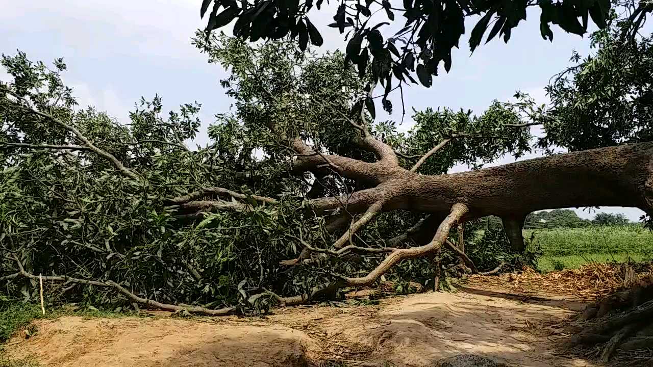 storm destroyed mango in banka