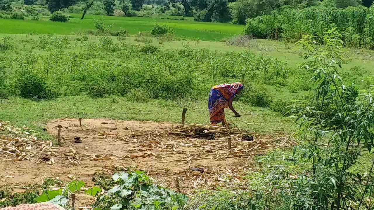 आदर्श ग्राम में नहीं पहुंची बुनियादी सुविधाएं