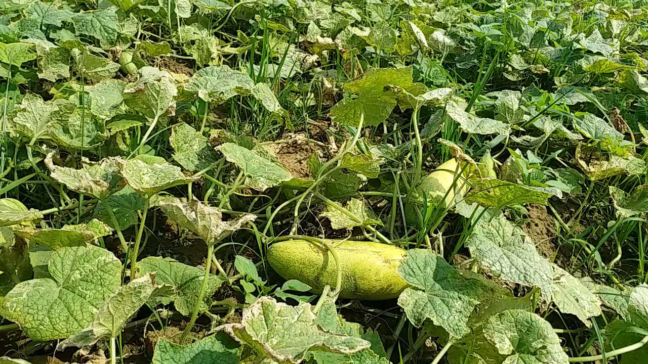 cucumber farming