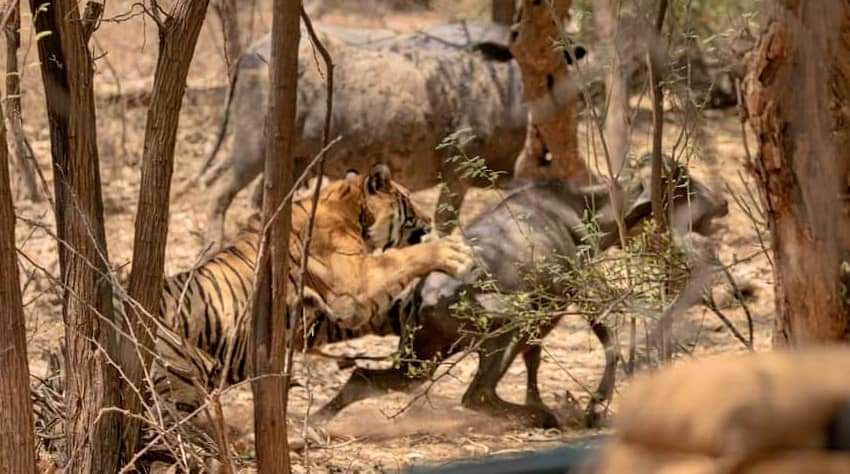 हमलावर बाघ अपने शिकार के तरफ