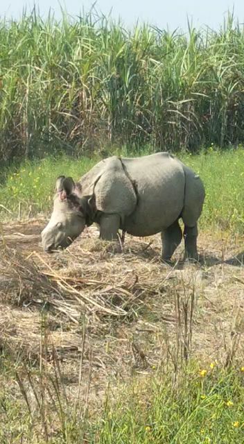 जख्मी गैंडा