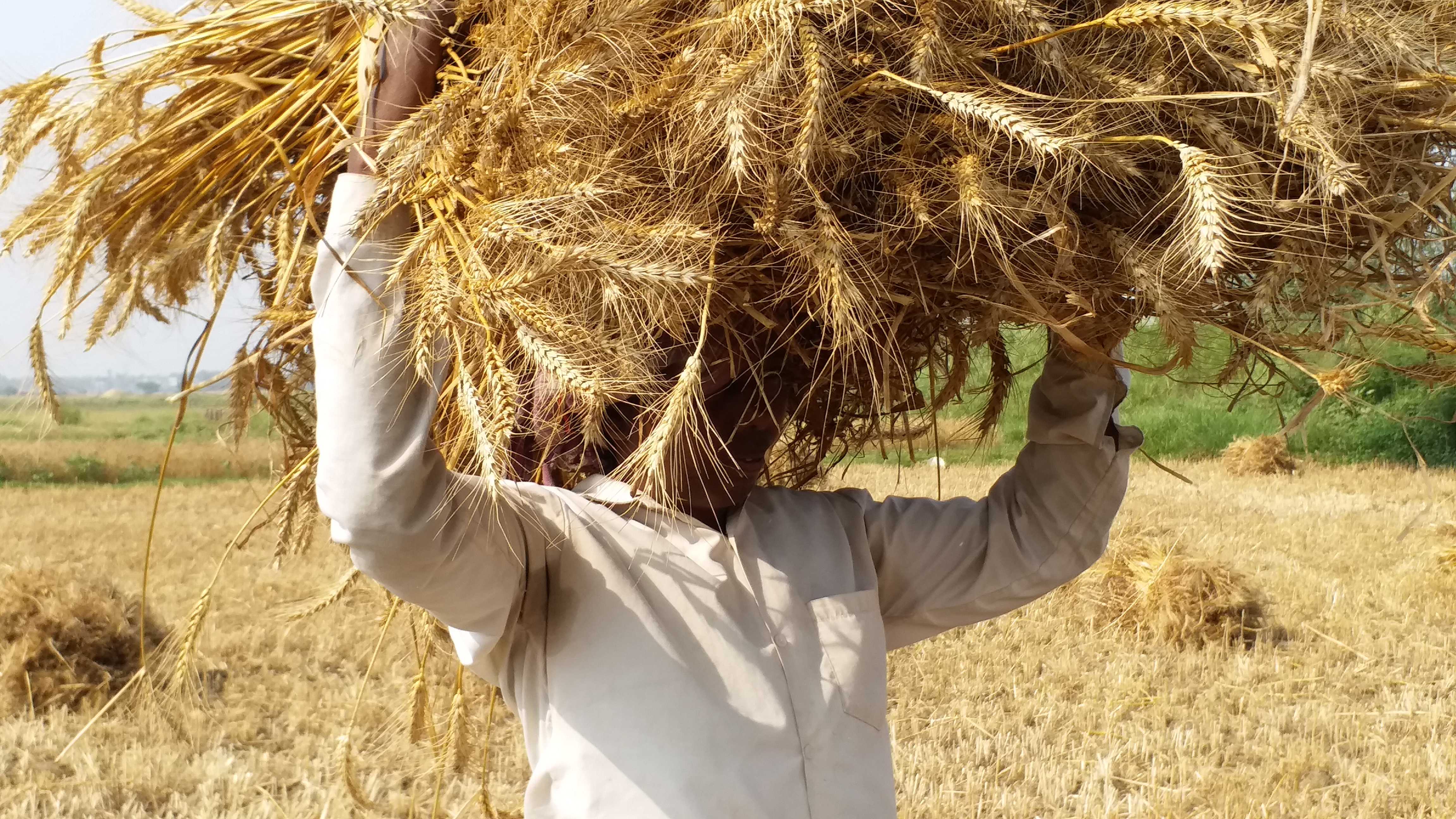 बर्बाद फसल को ले जाता किसान